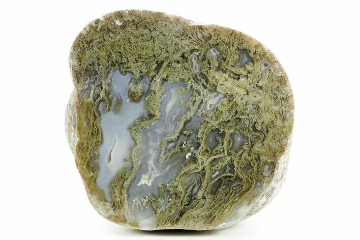 Moss Agate Replaced Wood Cast - Oregon #373526